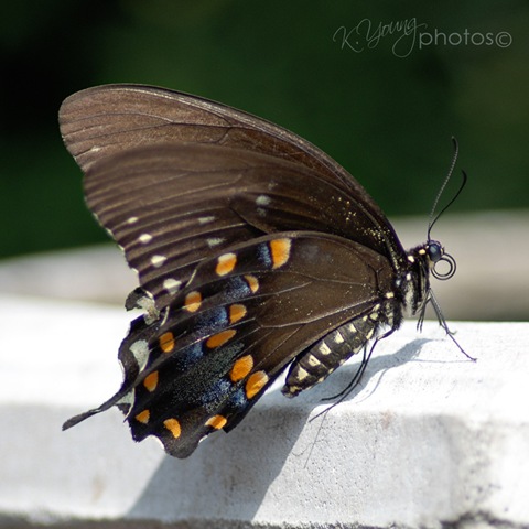 [DSC_0084 copy 2[4].jpg]